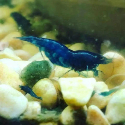 Vibrant blue shrimp.