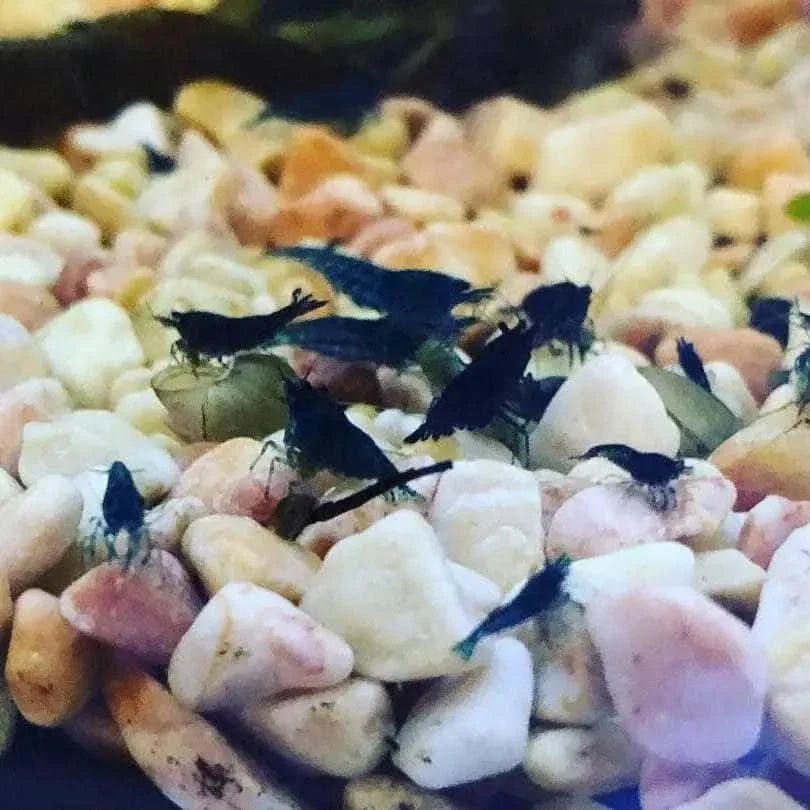 Black aquarium shrimp.