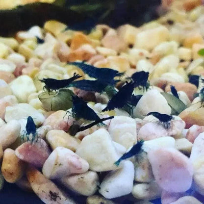 Black aquarium shrimp.