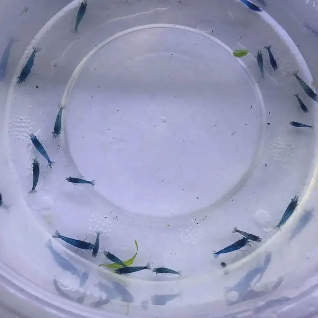 Blue shrimp in a container.