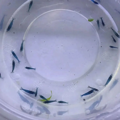 Blue shrimp in a container.