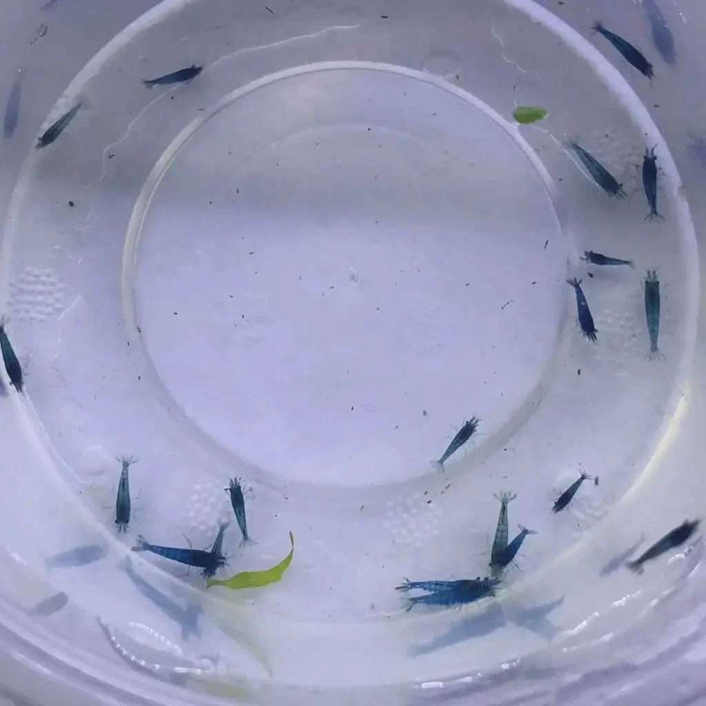 Blue shrimp in a container.