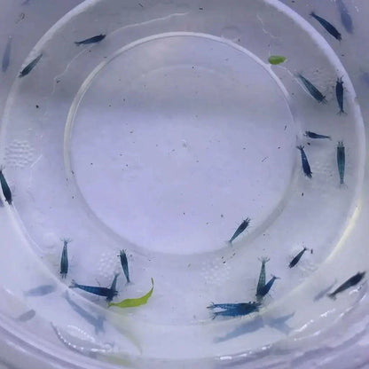Blue shrimp in a container.