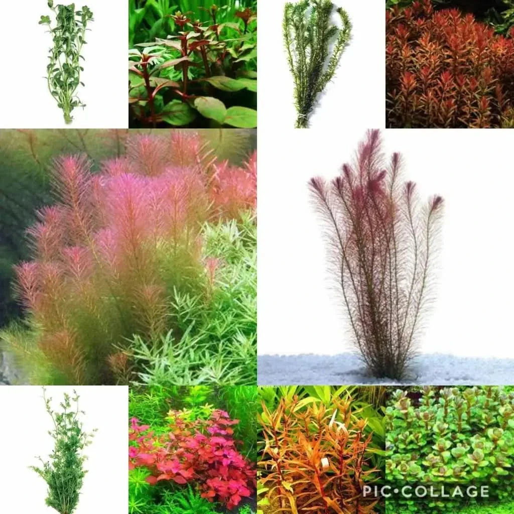Collage of aquatic plants.