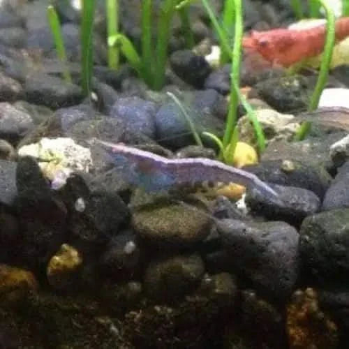 Blue shrimp with red shrimp in background.