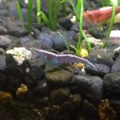 Blue shrimp with red shrimp in background.
