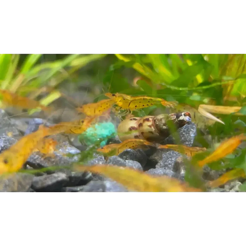 Orange shrimp swarm.
