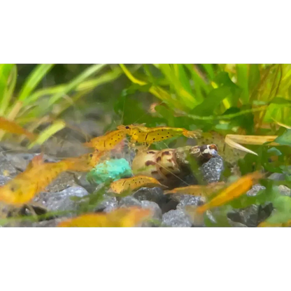 Golden yellow shrimp cluster.