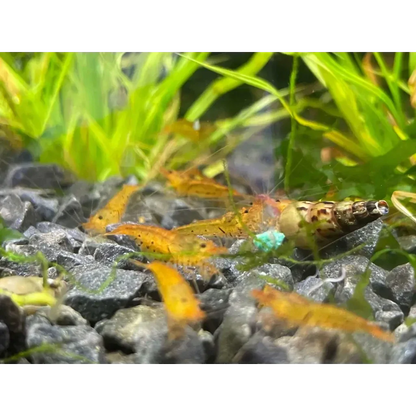 Orange shrimp with green eggs.