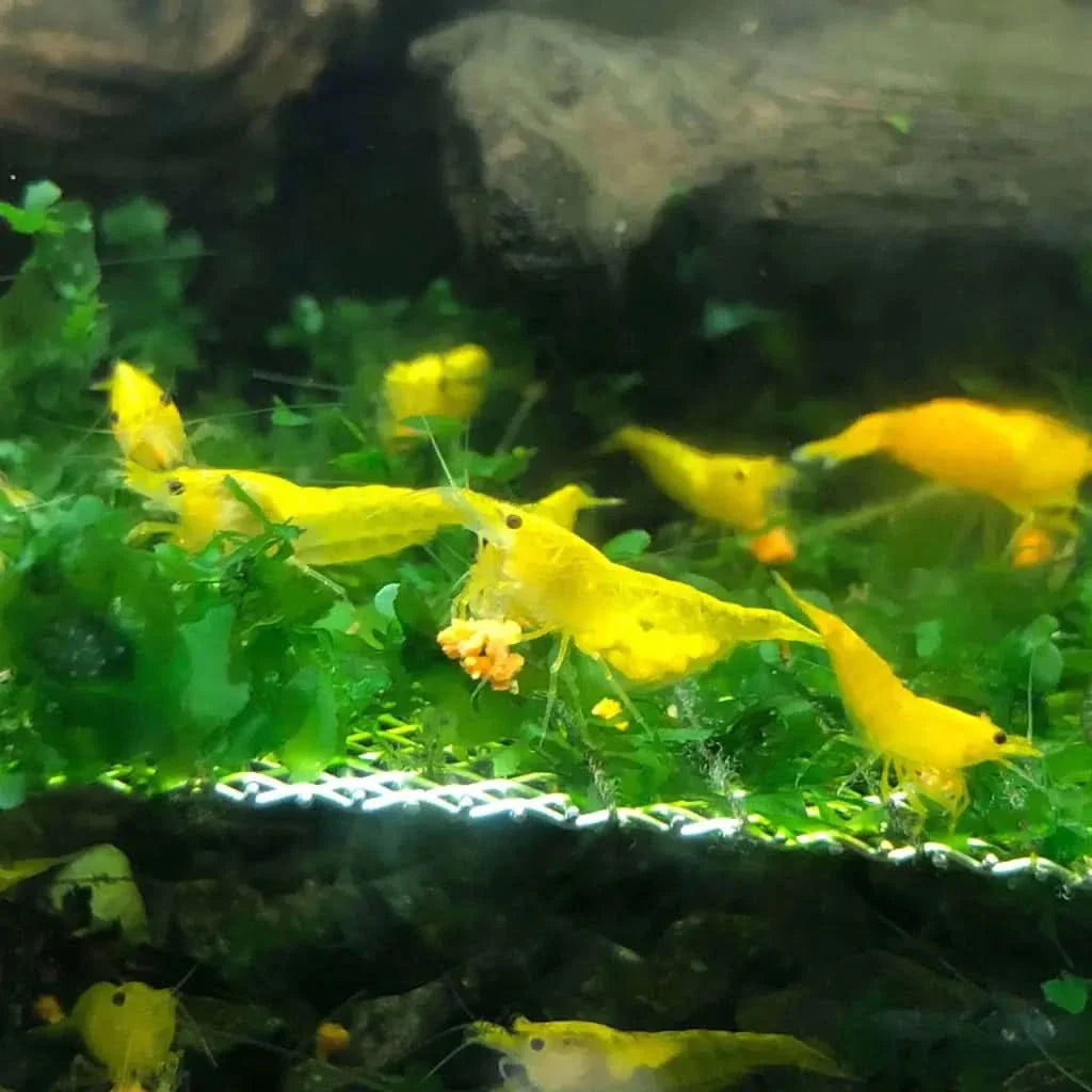 Vibrant yellow shrimp.