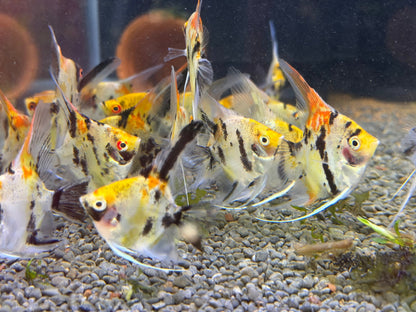 Red Devil Angelfish 3cm-4cm