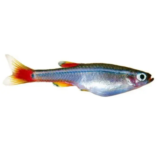 Small, iridescent fish with red tail.
