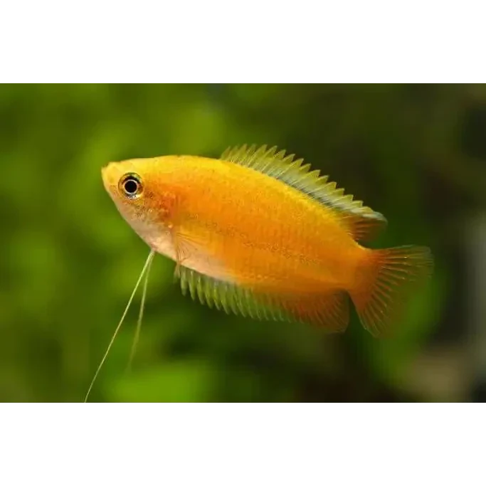 Golden honey gourami fish.