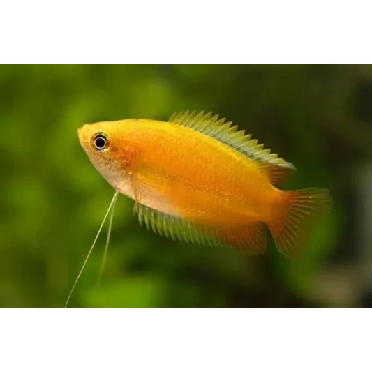 Golden honey gourami fish.