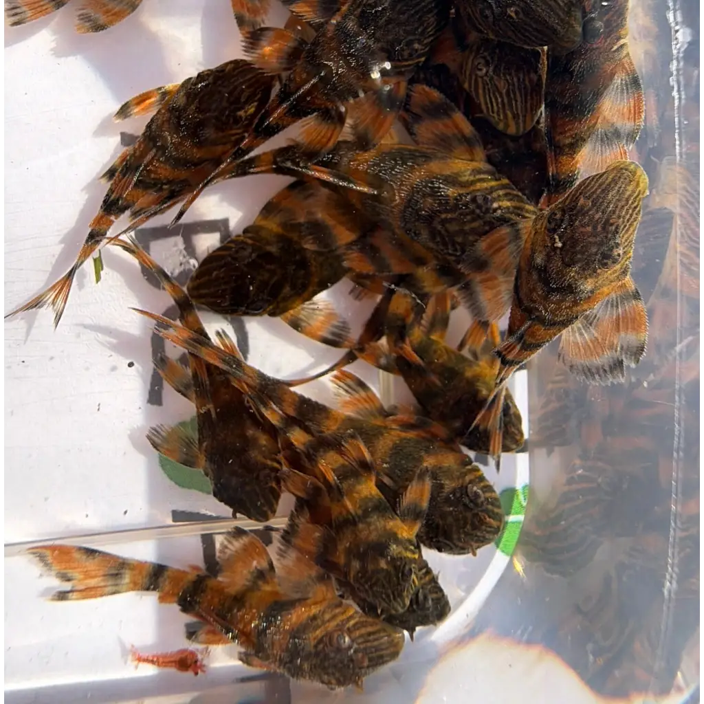 A group of small, dark brown and orange patterned fish with distinctive striped fins.