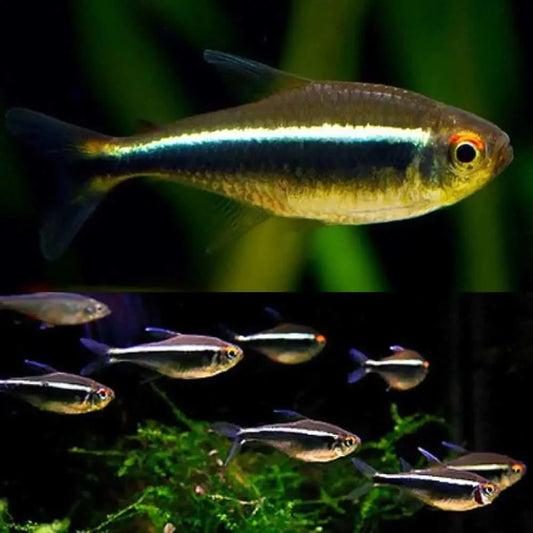 Neon tetra fish.