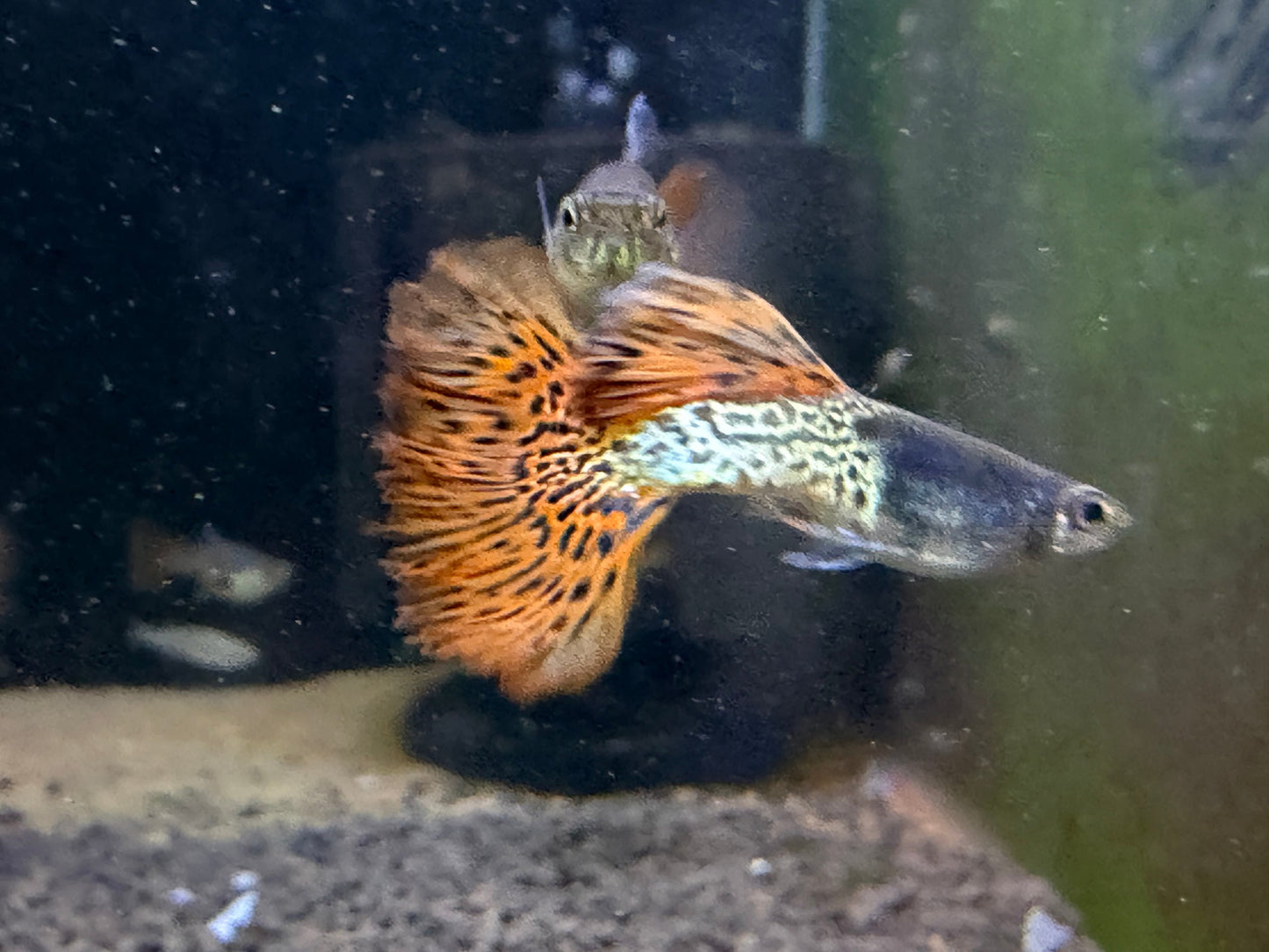 Red Steel Mosaic Guppy pair - Locally Bred