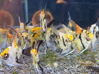 Red Devil Angelfish 3cm-4cm
