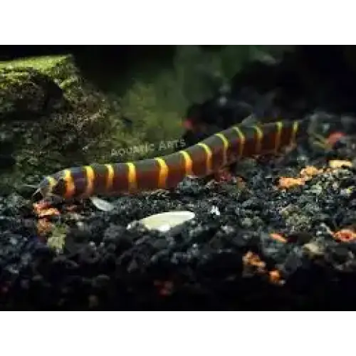 Striped kuhli loach.