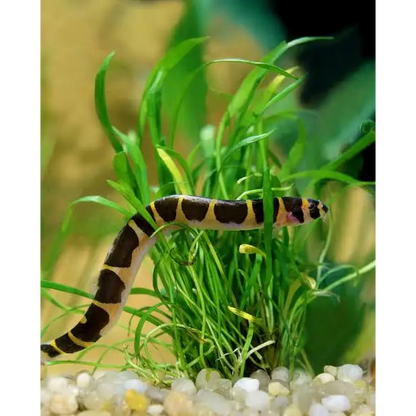 Striped kuhli loach.