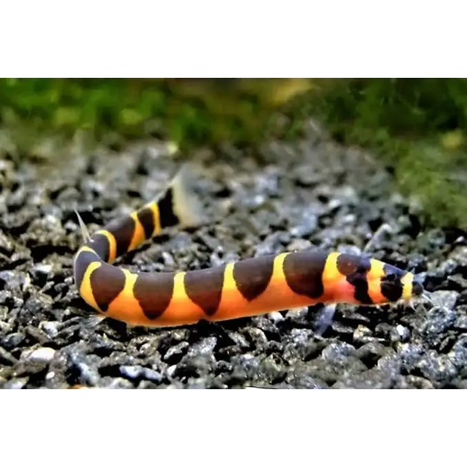 Orange and black striped kuhli loach.