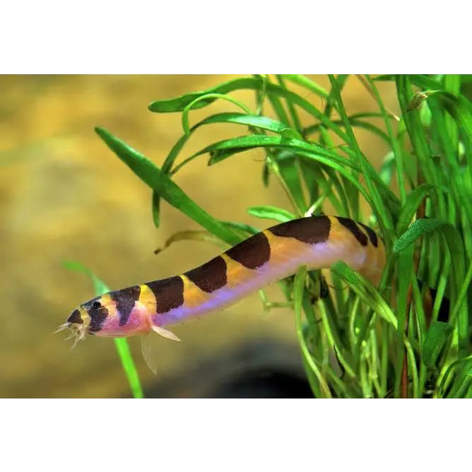 Striped kuhli loach.
