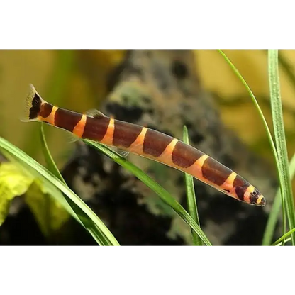 Striped kuhli loach.