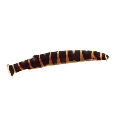 Striped kuhli loach.