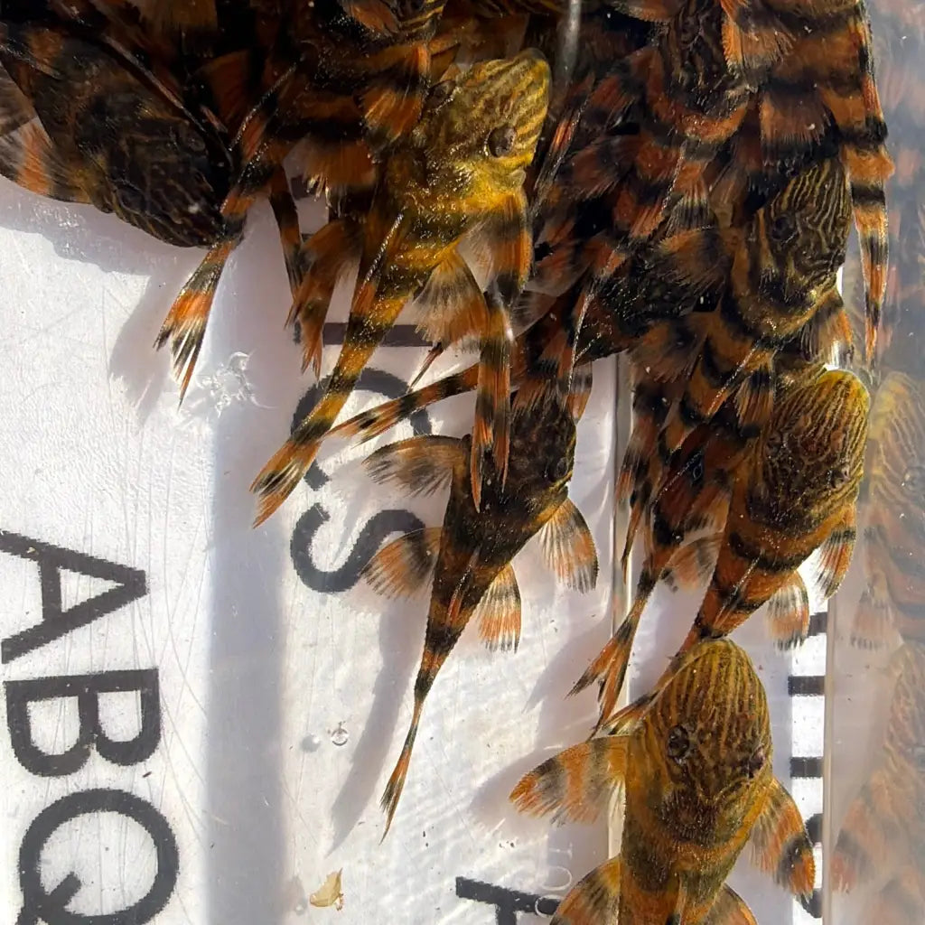 A group of small, orange and black striped fish with delicate fins.