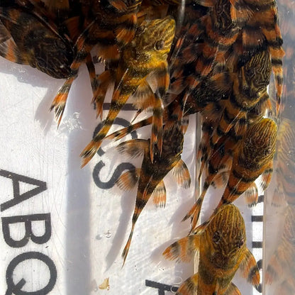 A group of small, orange and black striped fish with delicate fins.
