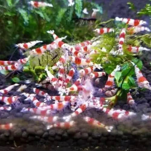Red and white striped shrimp.