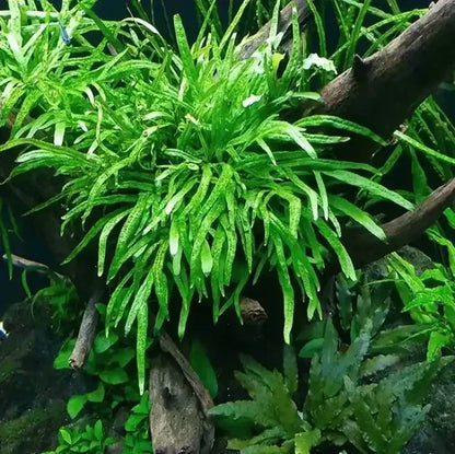 Nano Tank Plant Pack