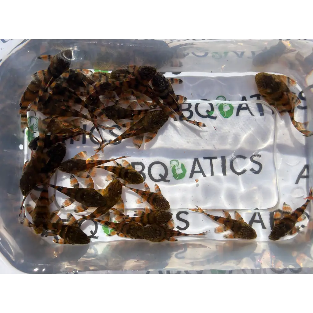 A group of small, brown and black striped fish with distinctive patterns swimming in a clear plastic container.