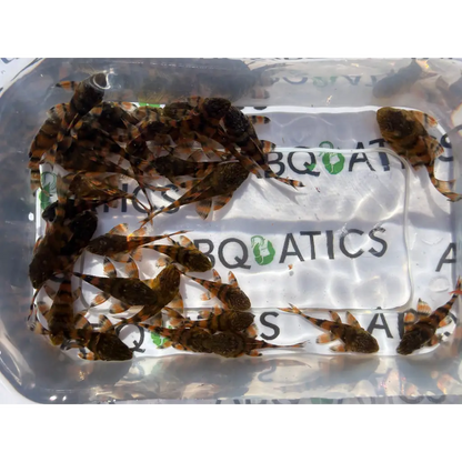 A group of small, brown and black striped fish with distinctive patterns swimming in a clear plastic container.