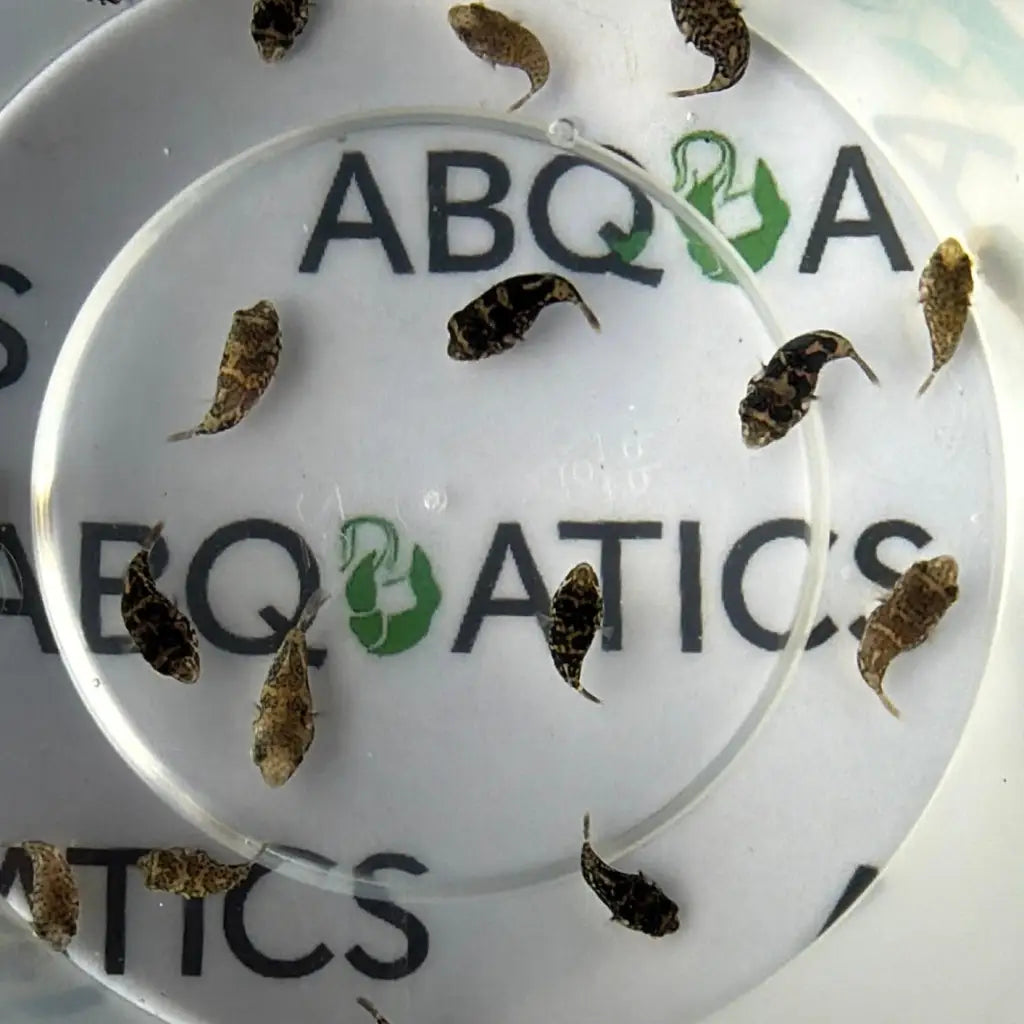 Small, dark-patterned fish with mottled brown and black markings swim in a clear plastic container labeled ’abq aquatics.’