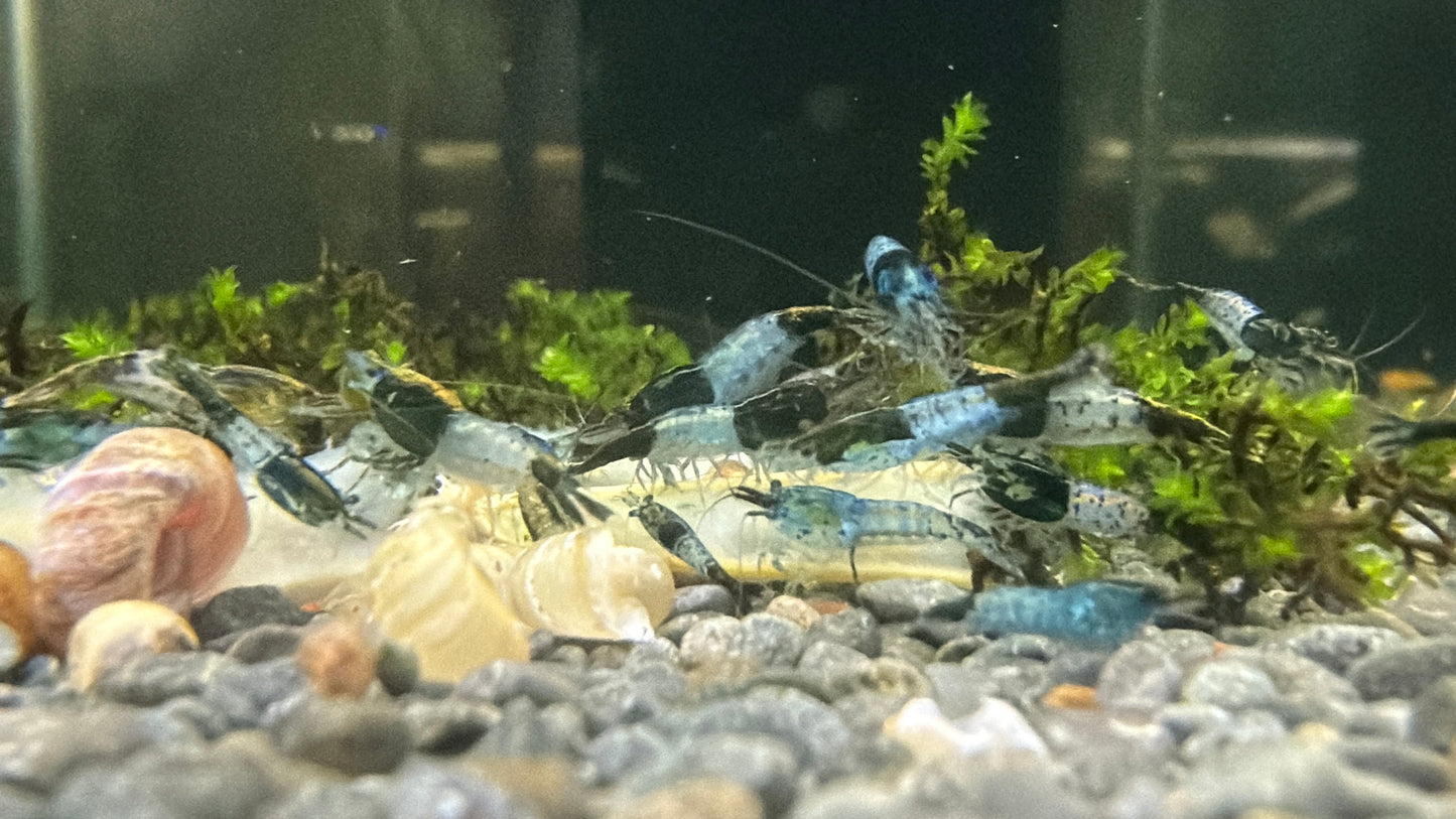 Green Rili Shrimp