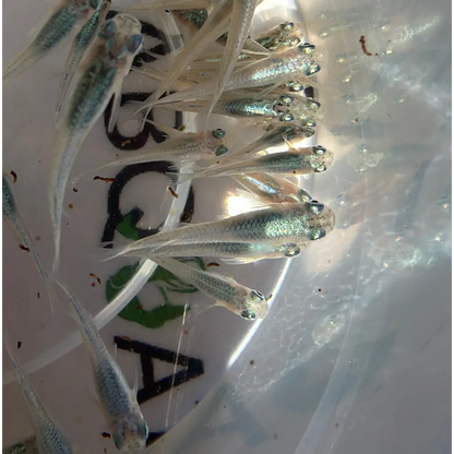 A cluster of translucent, silver-glowing guppies with delicate fins and shimmering scales swim together in a clear plastic container.