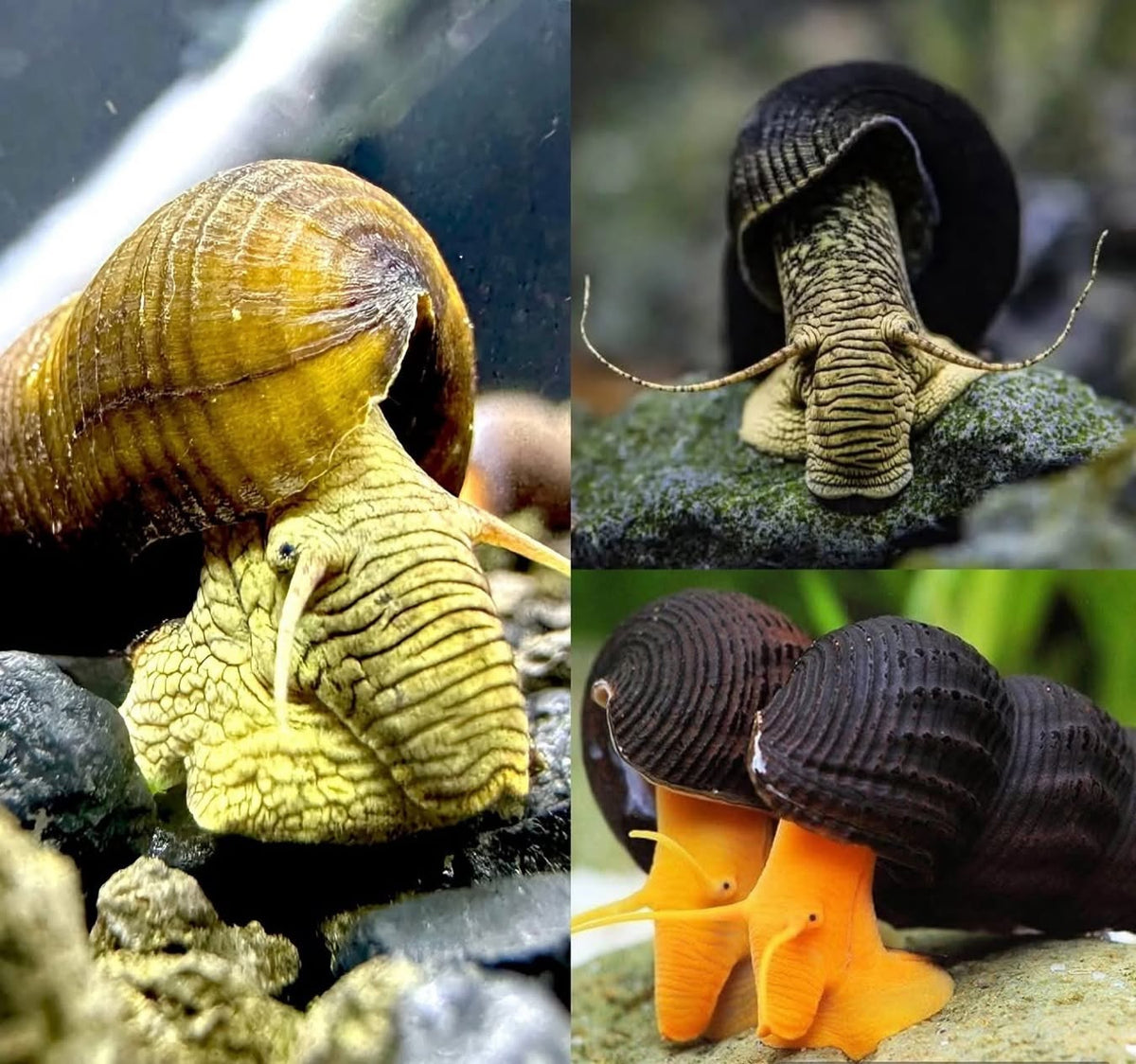 Ultimate Rabbit Snail Combo 5mm-10mm