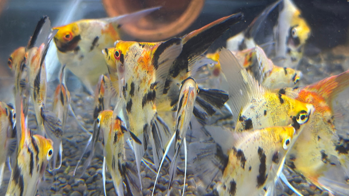 Red Devil Angelfish 3cm-4cm