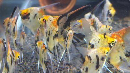 Red Devil Angelfish 3cm-4cm