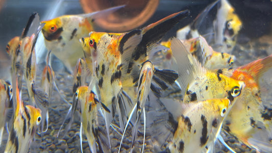 Red Devil Angelfish 3cm-4cm