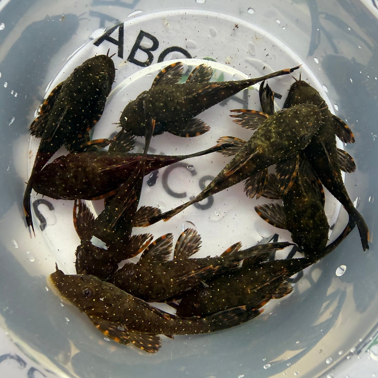 Orange Spot Bristlenose 4-5cm - Locally Bred ( Good Size )