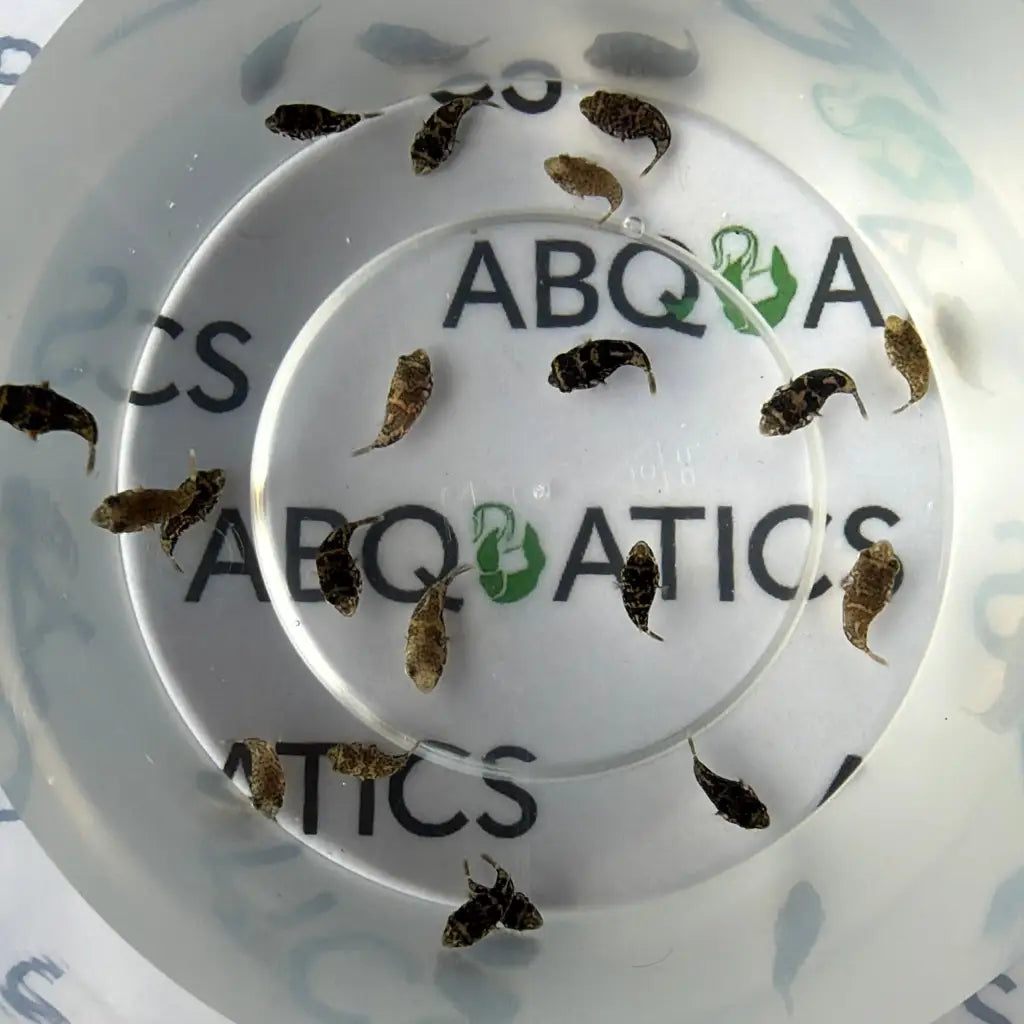 A clear plastic container with the ’abq aquatics’ logo printed on its side, holding several small dark-colored fish.