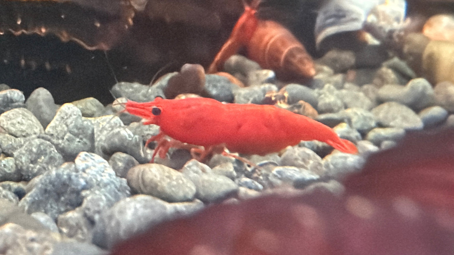 Fire Red Cherry Shrimp