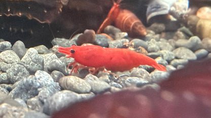 Fire Red Cherry Shrimp