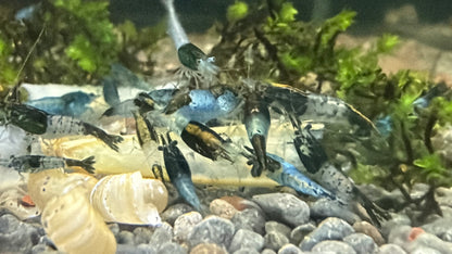 Green Rili Shrimp