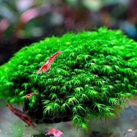 Nano Tank Plant Pack