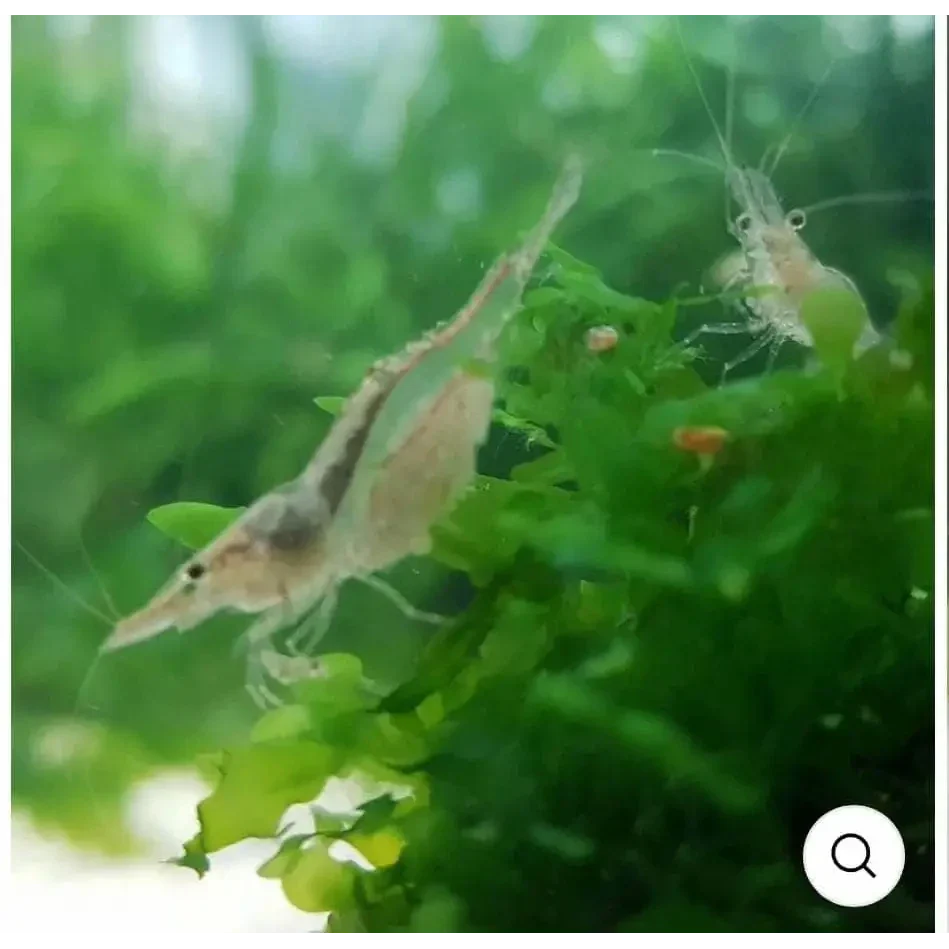Two translucent shrimp.