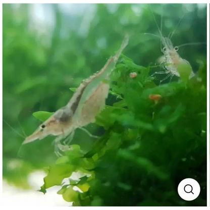 Two translucent shrimp.