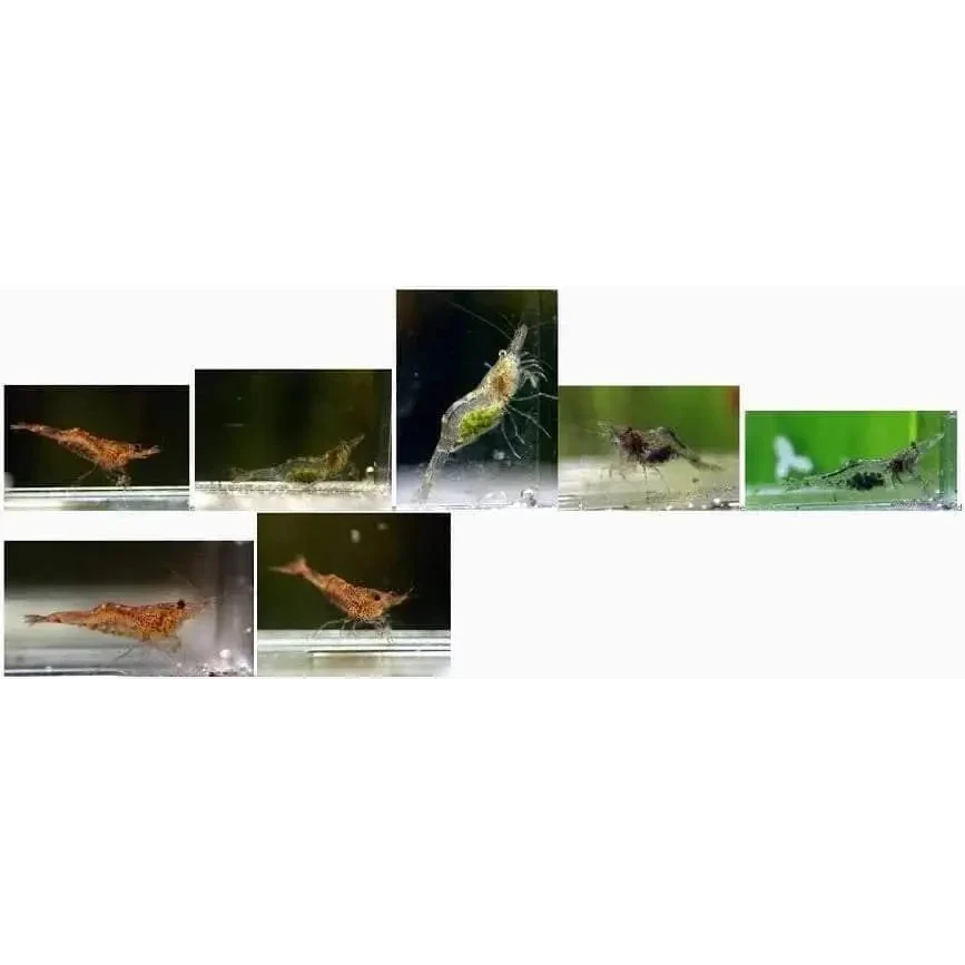 Aquarium shrimp.